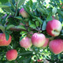Tasty red fruit of the Gala Apple Tree