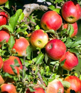 Gala Apple Tree