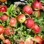 The ripening fruit of a Gala Apple Tree