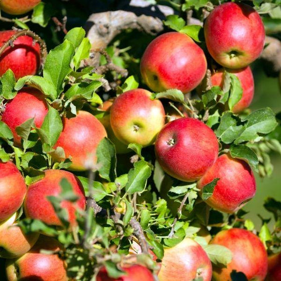 The ripening fruit of a Gala Apple Tree