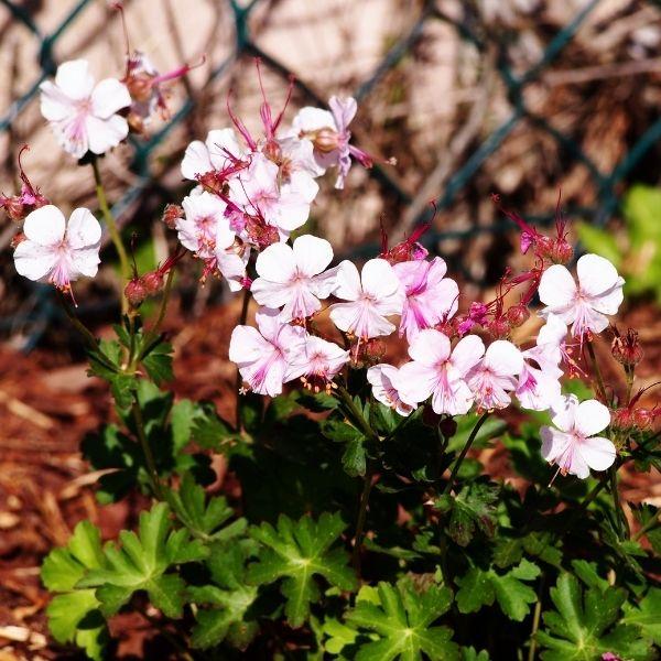 biokovo geranium seeds Geranium Biokovo