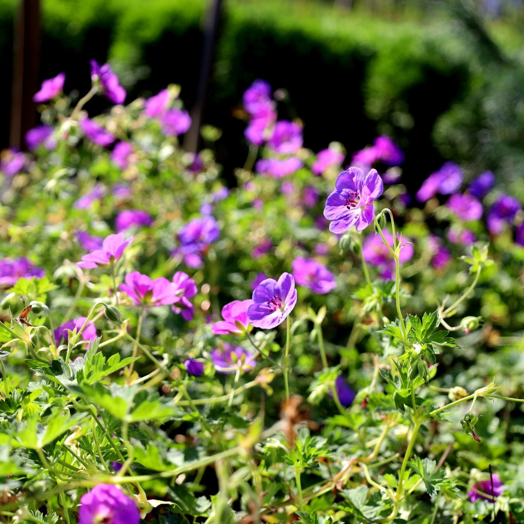 purple geranium plant