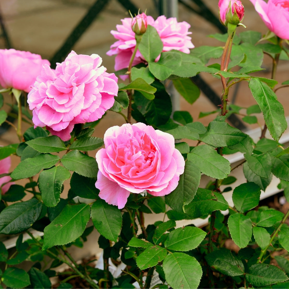 gertrude-jekyll-climbing-rose-