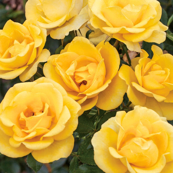 close up of gilded sun rose tree