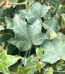 Glacier Ivy Plants
