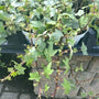 triangle shaped leaves on glacier ivy Green and white close up