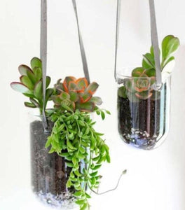 Glass Capsule Hanging Planter