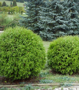Danica Globe Arborvitae
