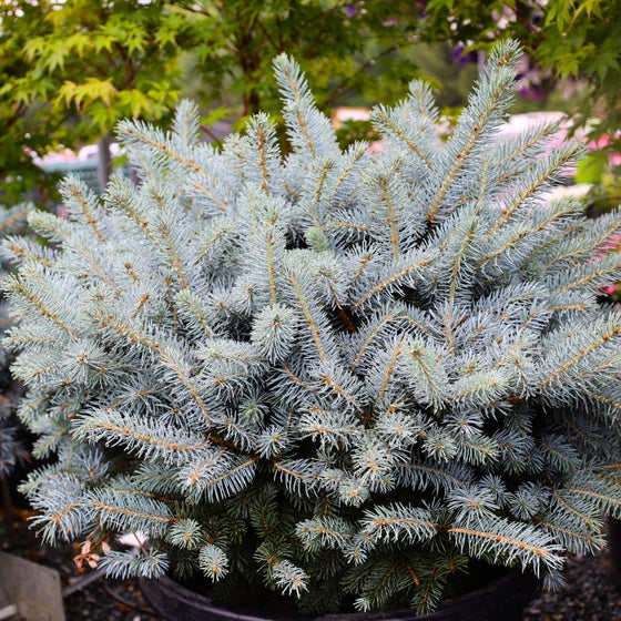 globe blue spruce shrub