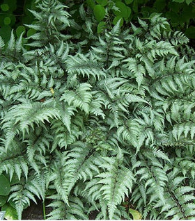 Godzilla Japanese Painted Fern