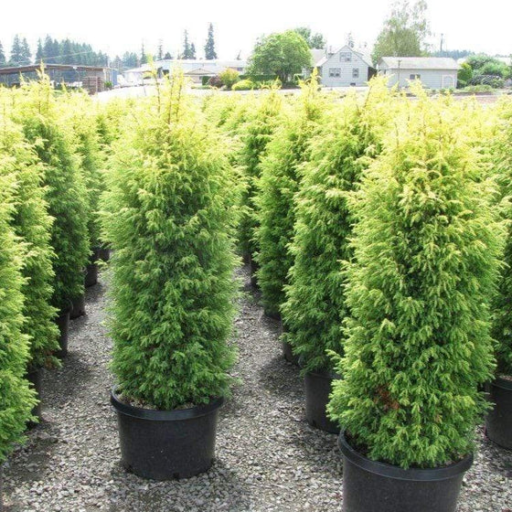 slow-growing low-maintenance hedges