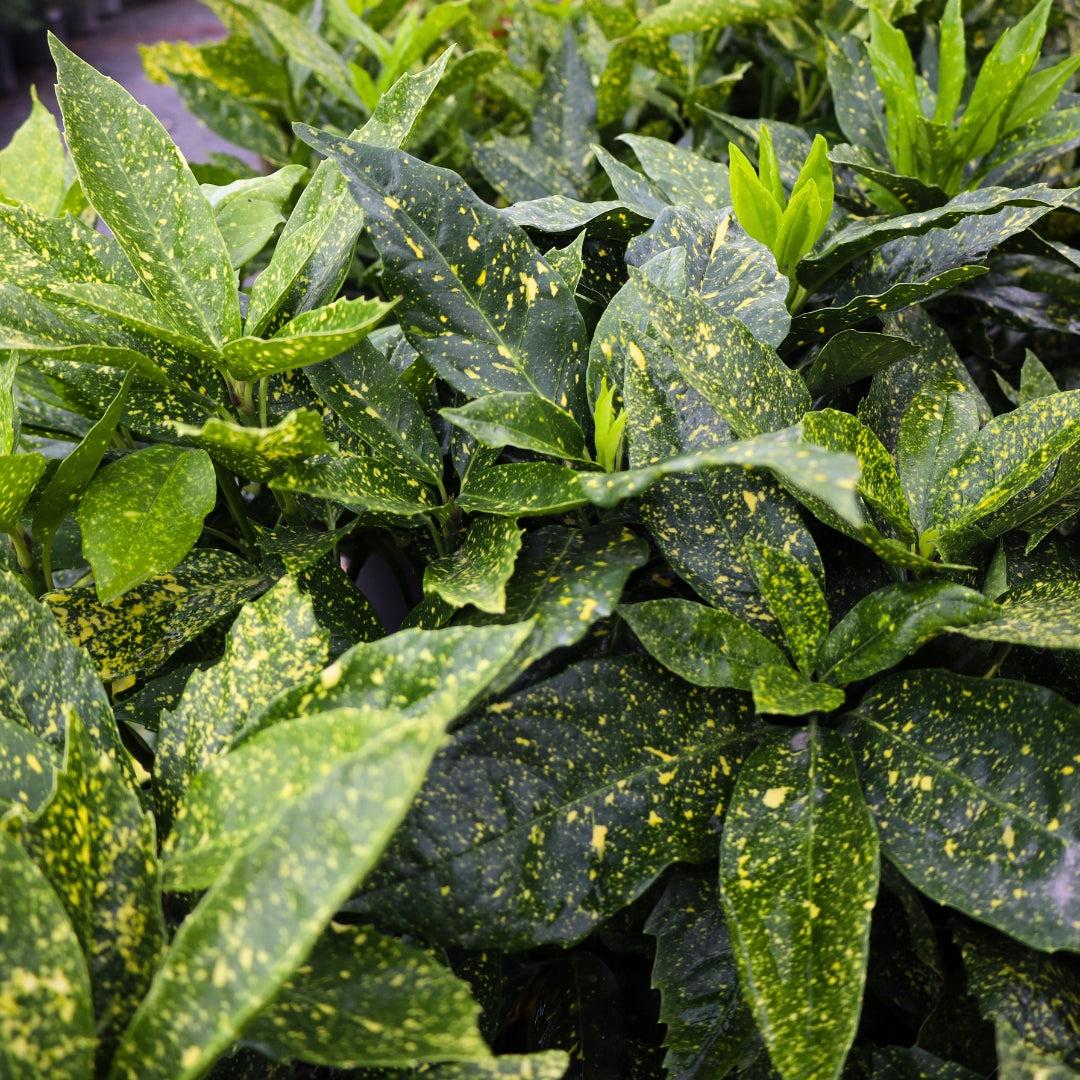 aglaonema gold dust Gold Dust Aucuba
