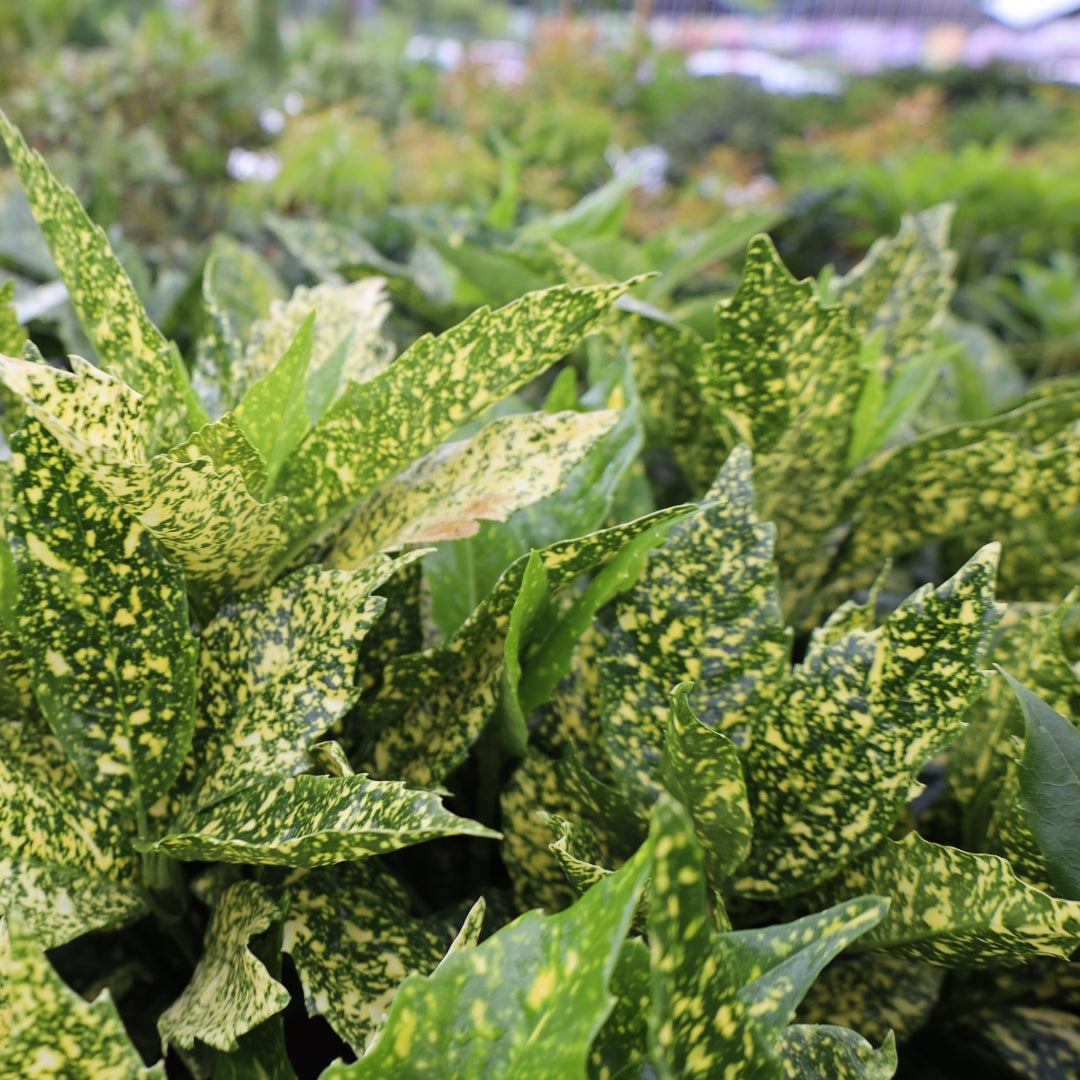 Aucuba japonica 'Gold Dust'  Kiefer Nursery: Trees, Shrubs, Perennials