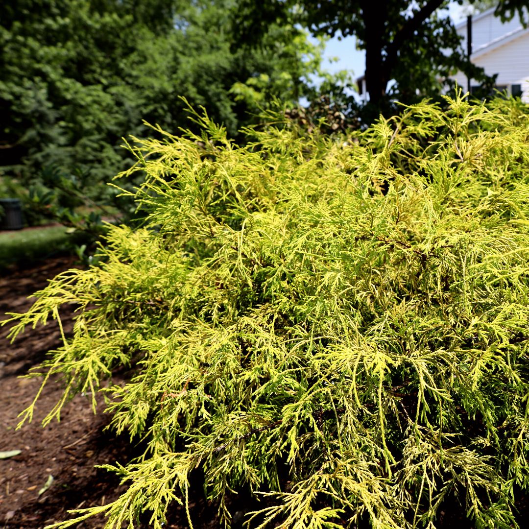 Buy Gold Mop Cypress Shrubs for Sale Garden Goods Direct