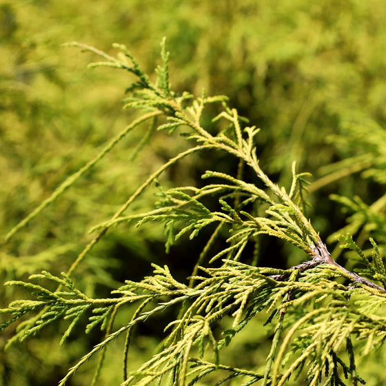 gold mop cypress foliage