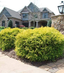Gold Mop Cypress