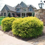 Gold Mop cypress hedges