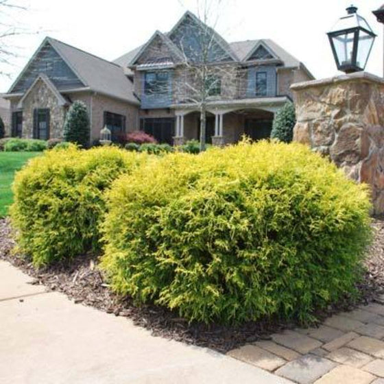 Gold Mop cypress hedges