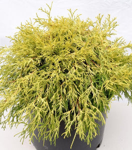 Gold Thread Cypress