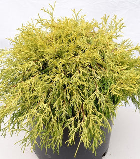 Gold Thread Cypress