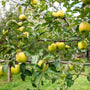 golden delicious apples have a light greenish yellow skin