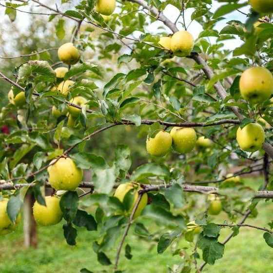 golden delicious apples have a light greenish yellow skin