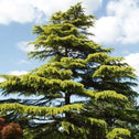 golden green evergreen foliage on Golden Deodar Cedar Trees