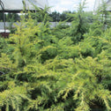evergreen foliage on Golden Deodar Cedar Trees