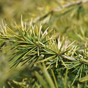 close up of the golden evergreen foliage on Golden Deodar Cedar Tree