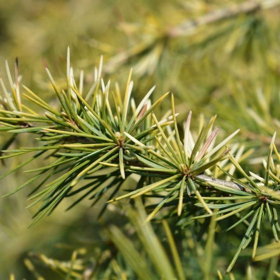 close up of the golden evergreen foliage on Golden Deodar Cedar Tree