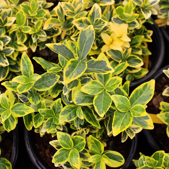 The buttery-gold color of Golden Euonymus shrubs in one-gallon pots