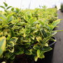Golden Euonymus in a one gallon pot