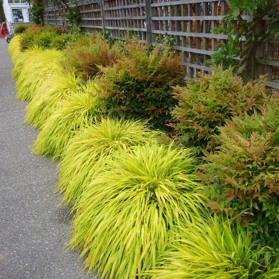 aureola japanese forest grass in a mixed border garden