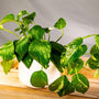 golden pothos in a white ceramic pot