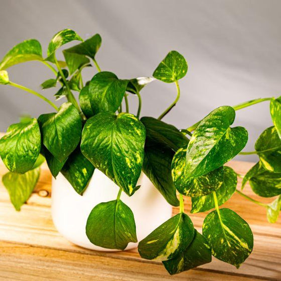 golden pothos in a white ceramic pot
