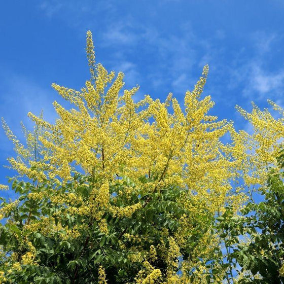 closeup of yellow flowers along branches of golden rain tree