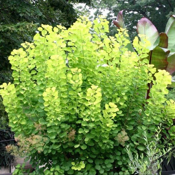 vibrant foliage of the Golden Spirit Smoke Tree