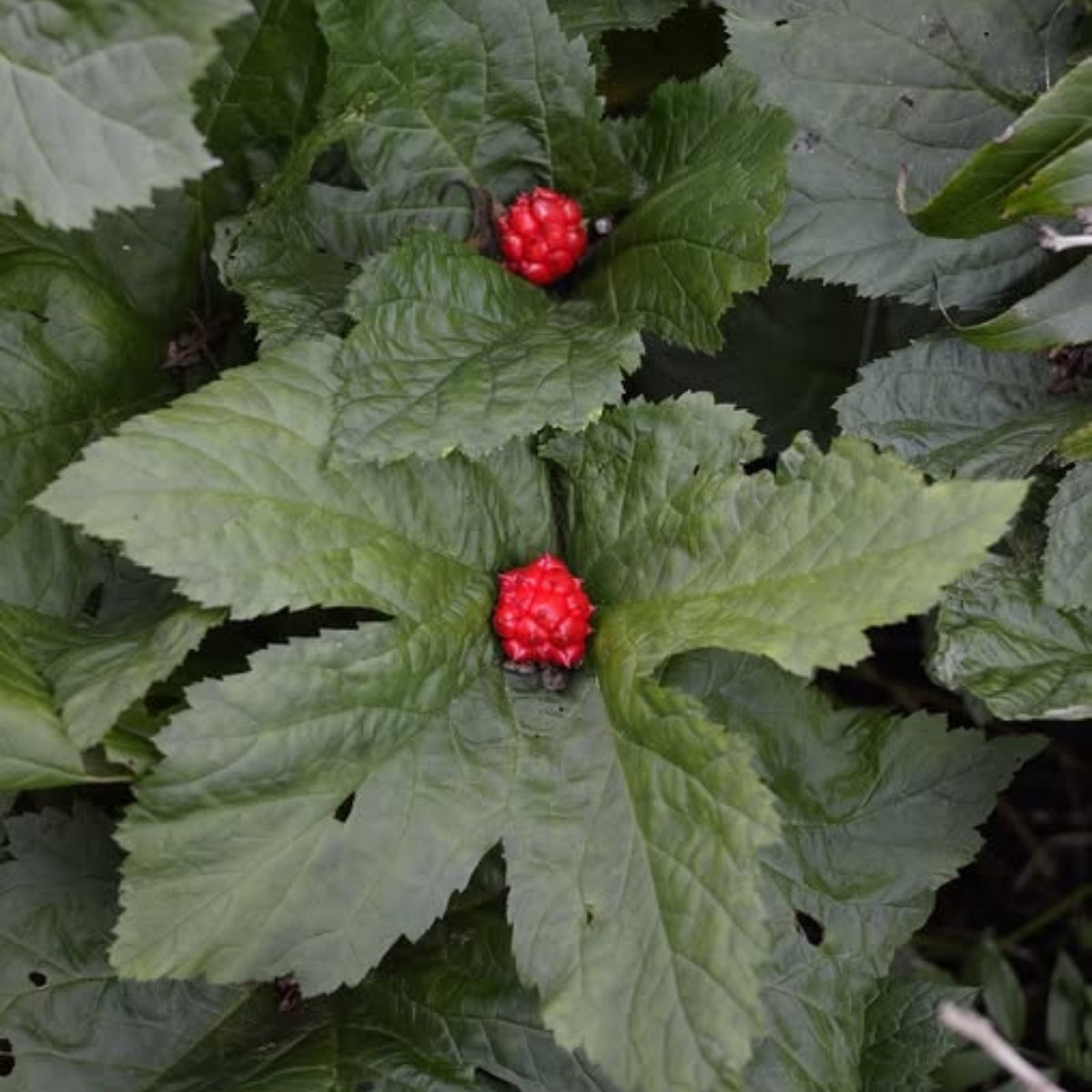 Goldenseal Plant