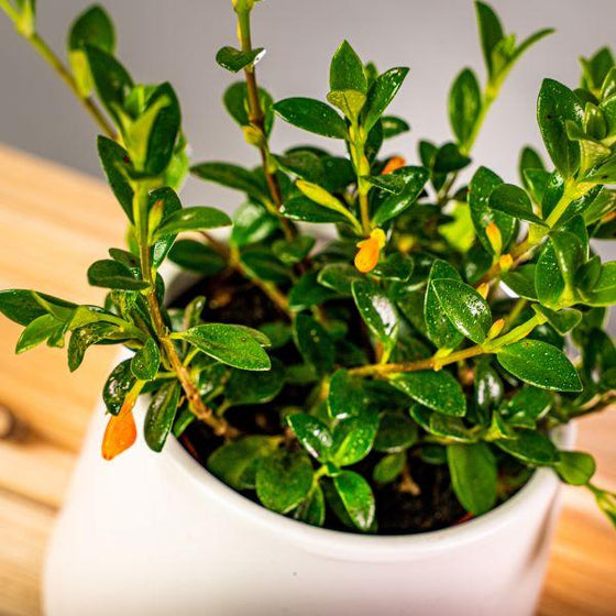 goldfish plat has glossy thick green foliage that contrast the bright orange blooms