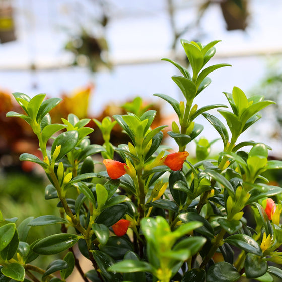 close up of goldfish blooms