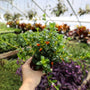 goldfish plant