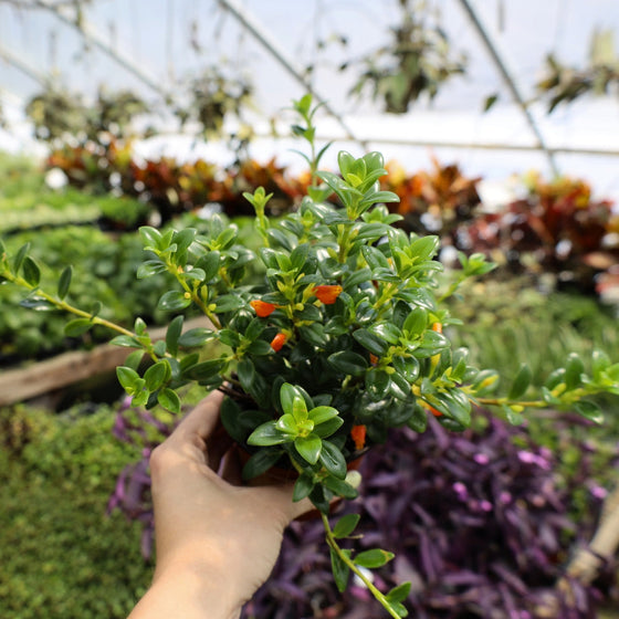 goldfish plant
