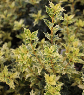Osmanthus Goshiki