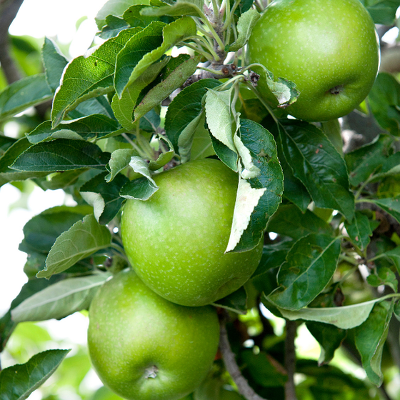 bright green ready to pick granny smith apples