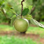 Close up of the beautiful and delicious granny smith apple
