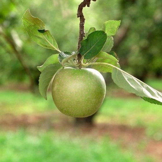 Close up of the beautiful and delicious granny smith apple