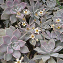 Graptopetalum paraguayense Ghost Plant succulent indoor plant rosettes with white flowers