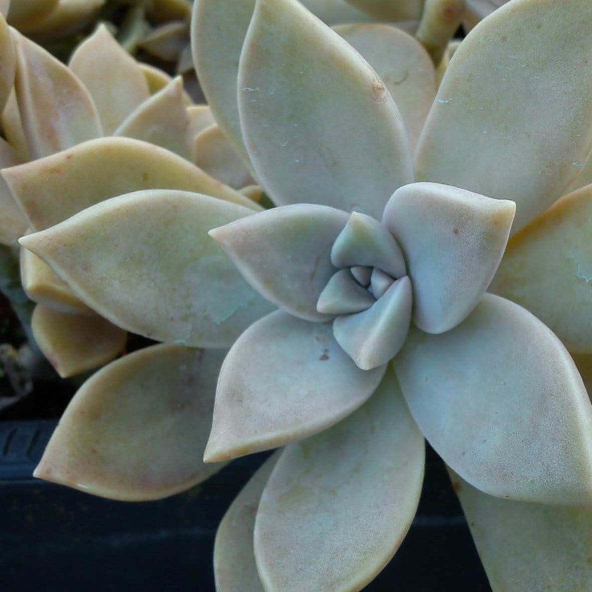ghost plant succulent for sale Graptopetalum Ghost Plants for Sale