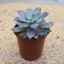 Graptopetalum Ghost Plant purple and grayish white fleshy leaves with dew