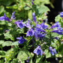 Blue Cardinal Flower close up showing off light blue flowers atop long stem